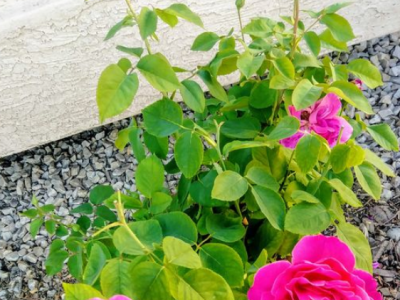 The Miracle of&nbsp;Affliction