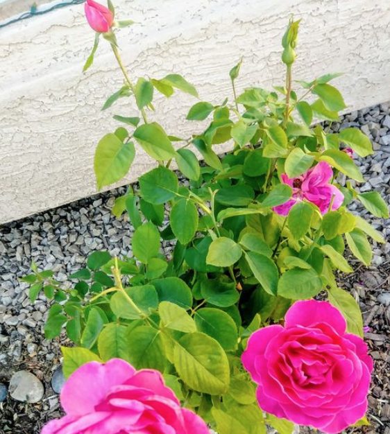 The Miracle of&nbsp;Affliction